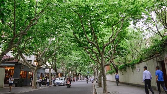 Shanghai Walks: Hidden French Concession