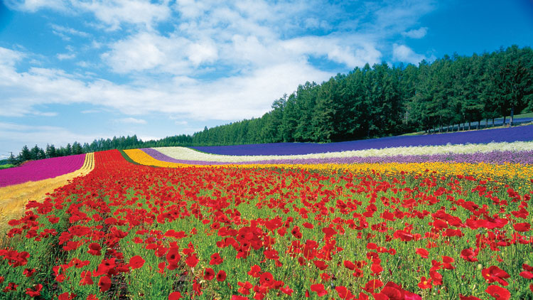 Flower power season in Hokkaido