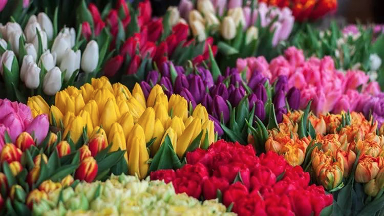 Wanshang Flower and Bird Market