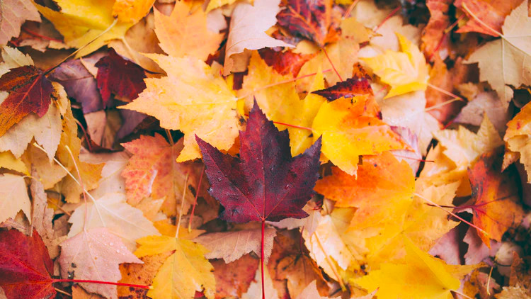 These Shanghai streets are being left unswept so we can soak up autumnal scenes