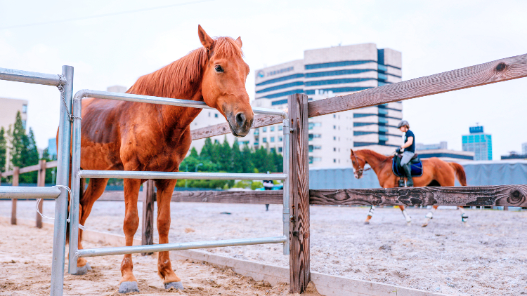 Wild at heart: great Shanghai outdoor activities for kids