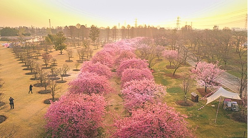 The ultimate guide to spring blossoms in 2024