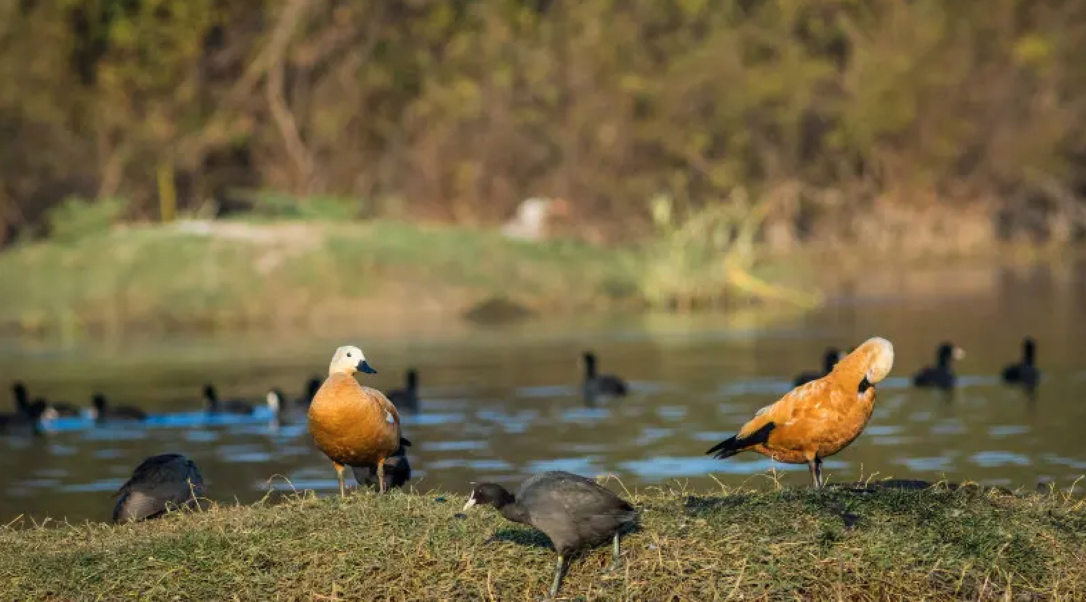 Dongtan Bird Nature Reserve